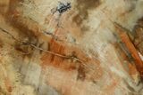 Petrified Wood (Araucaria) Slab - Madagascar #157842-1